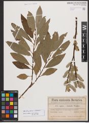 Salix burjatica Nasarow